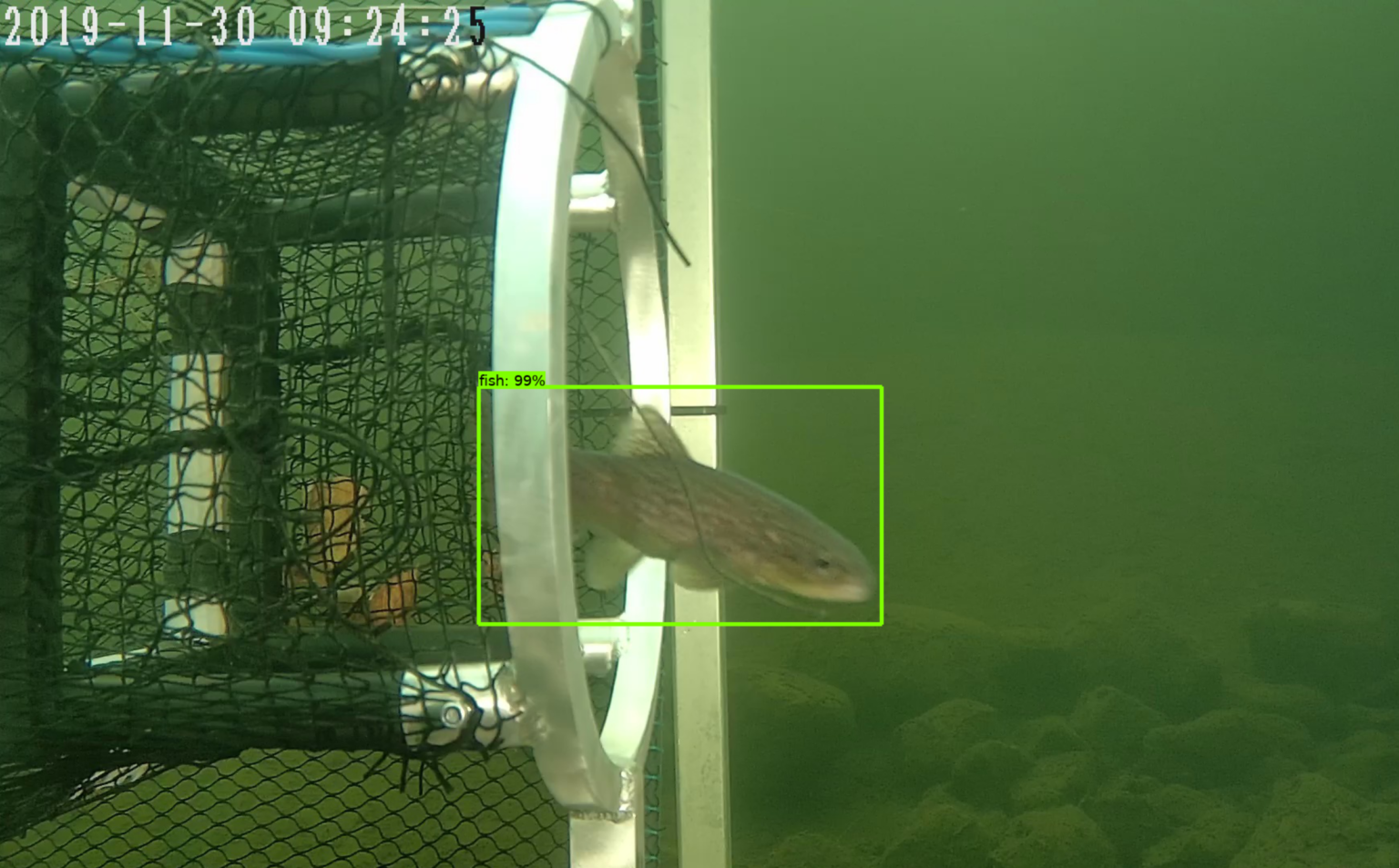 AI based fish detection machine vision - Mohn Technology